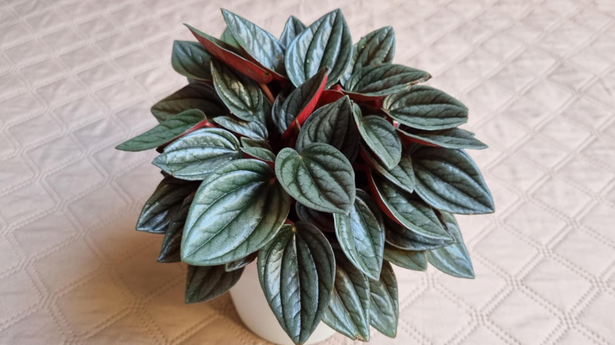 Santorini Peperomia